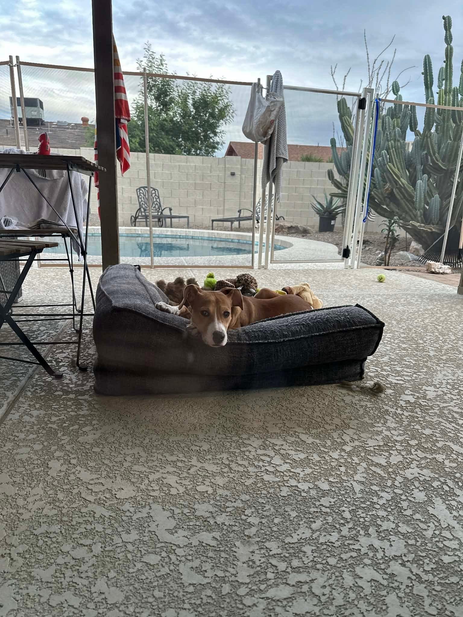 Dasher, a Adoptable mixed breed in Phoenix, AZ image 2/6