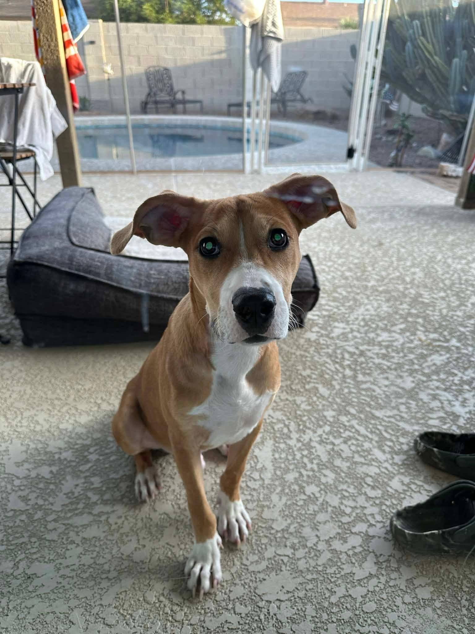 Dasher, a Adoptable mixed breed in Phoenix, AZ image 3/6