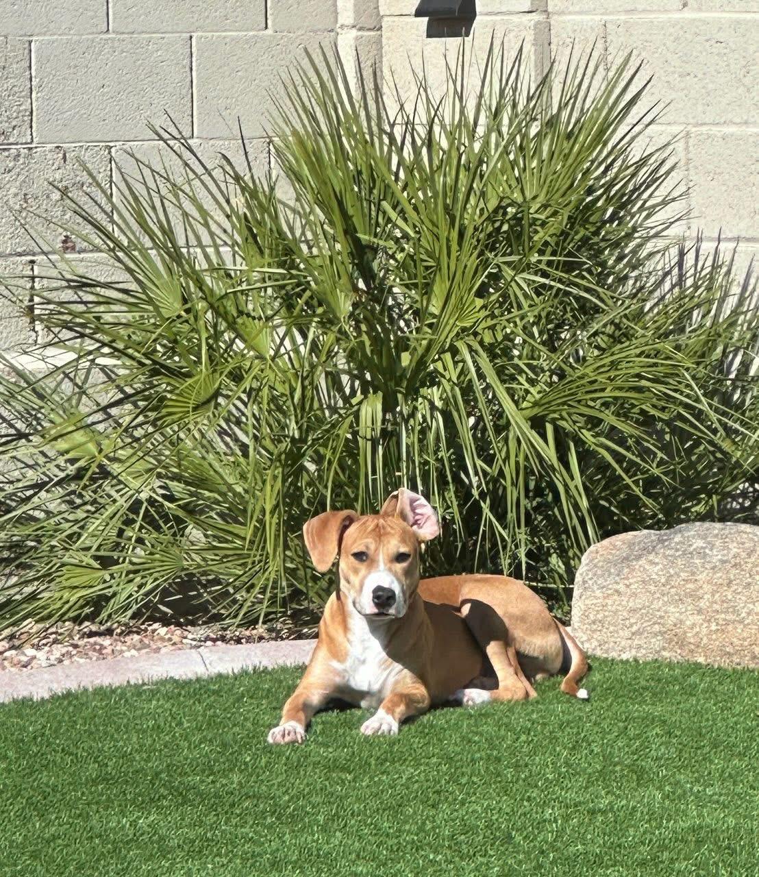 Dasher, a Adoptable mixed breed in Phoenix, AZ image 4/6