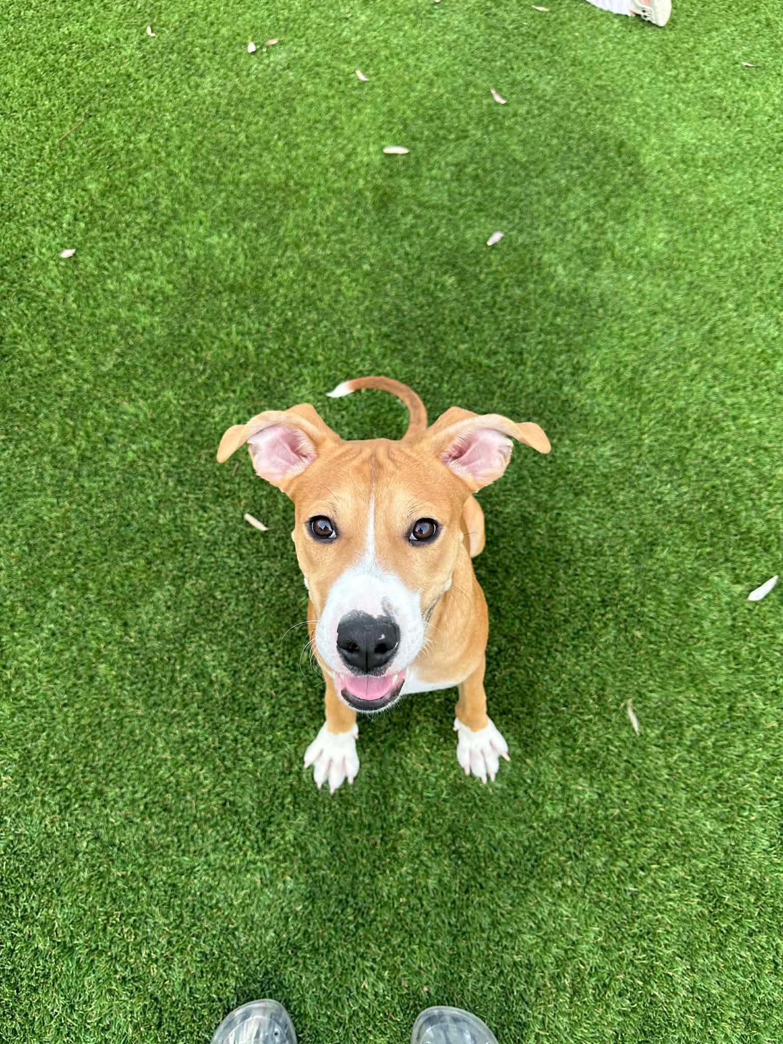 Dasher, a Adoptable mixed breed in Phoenix, AZ image 5/6