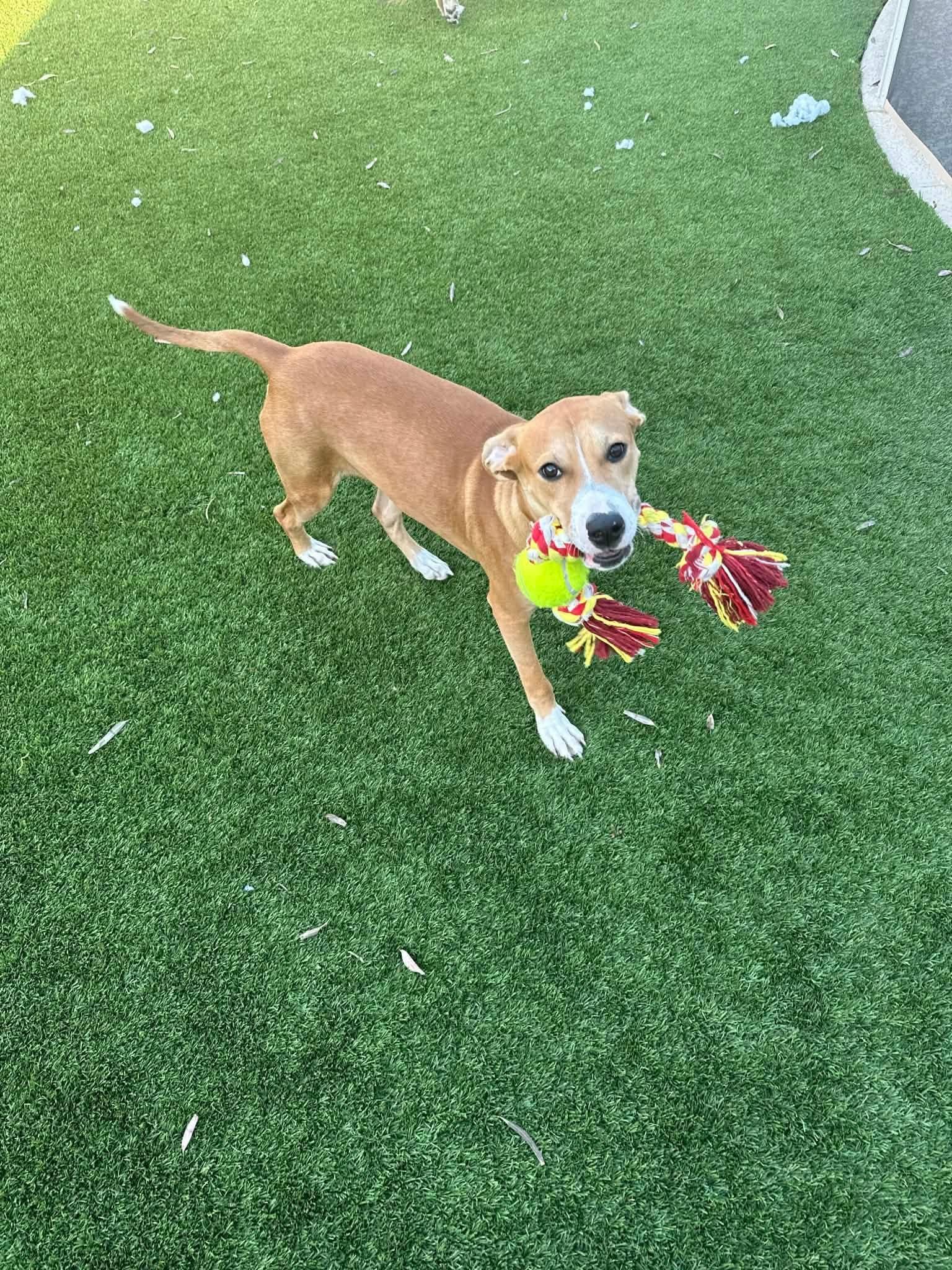 Dasher, a Adoptable mixed breed in Phoenix, AZ image 6/6