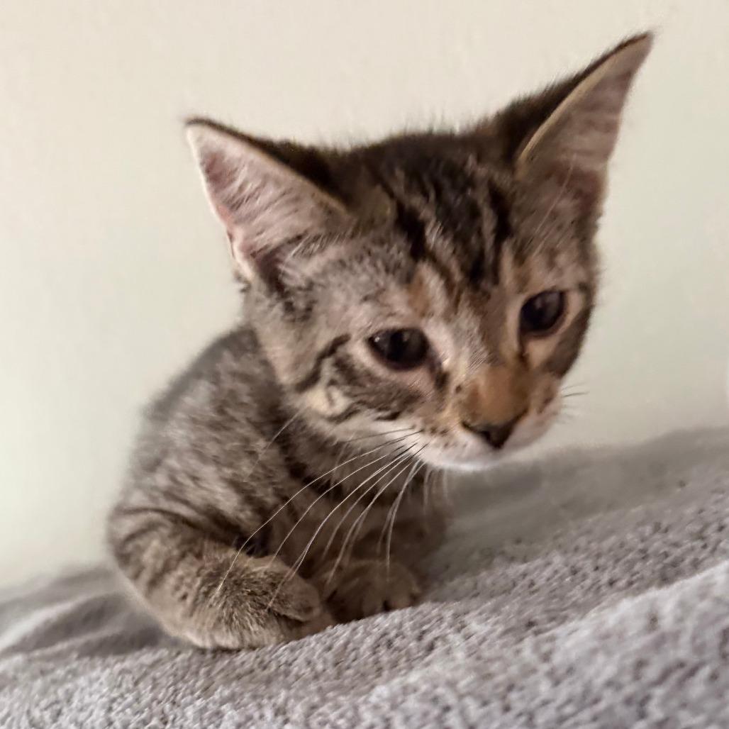 Louise, a Adoptable Domestic Short Hair in Chaska, MN image 1/5