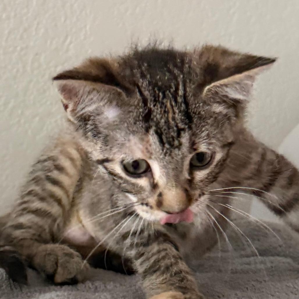 Louise, a Adoptable Domestic Short Hair in Chaska, MN image 2/5