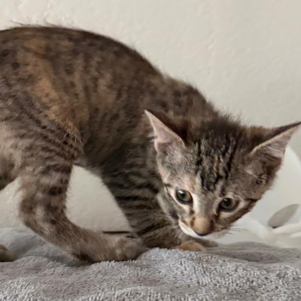 Louise, a Adoptable Domestic Short Hair in Chaska, MN image 3/5