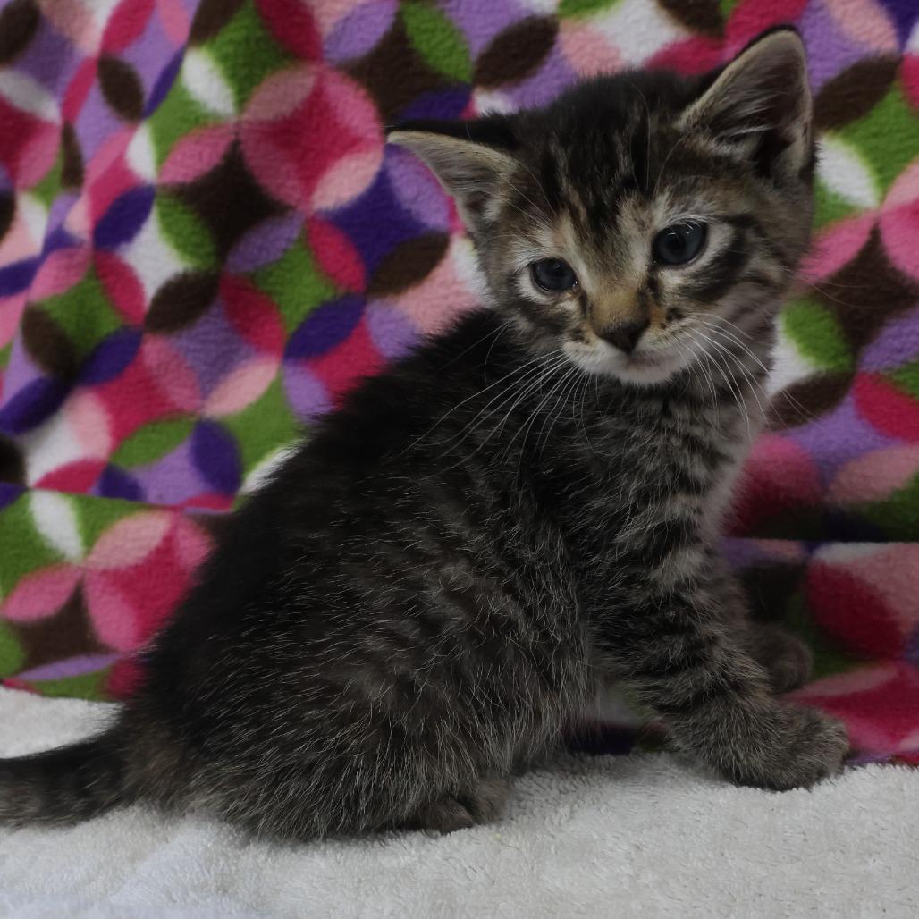 Louise, a Adoptable Domestic Short Hair in Chaska, MN image 4/5