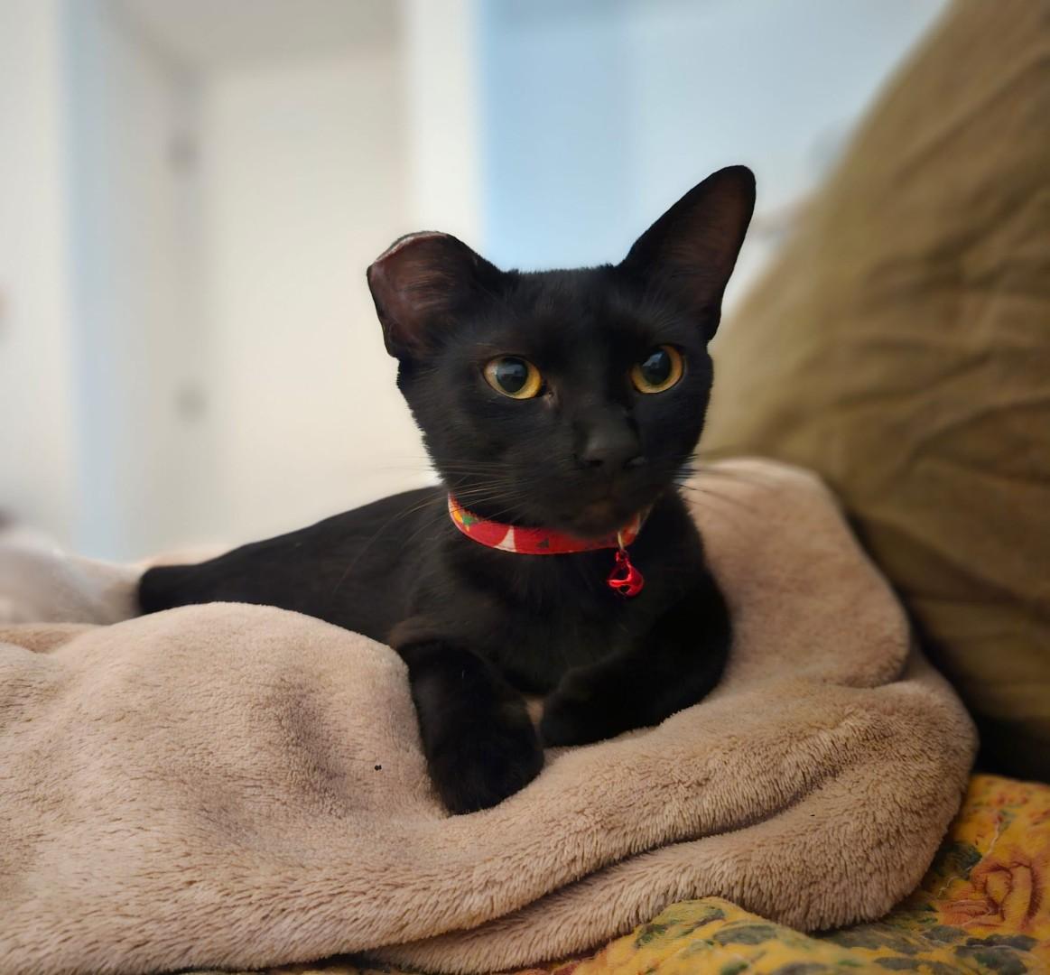 Enlarge Basil , a Adoptable mixed breed in Milwaukie, OR image 2/6