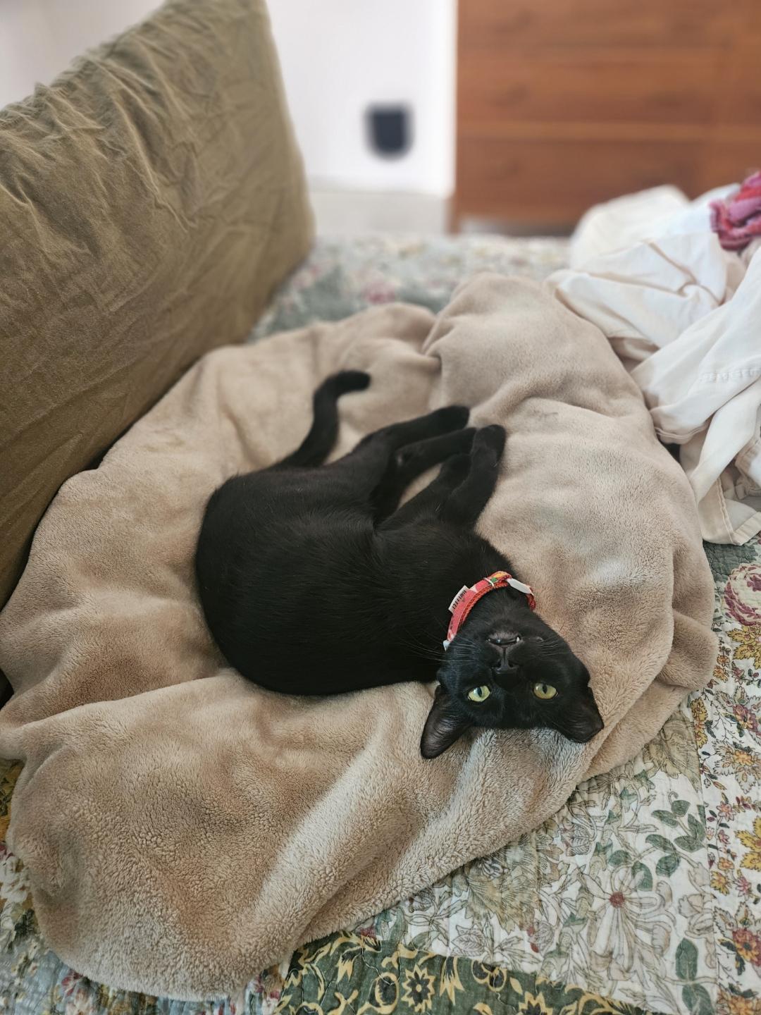 Basil , Adoptable, Young Female Domestic Short Hair.