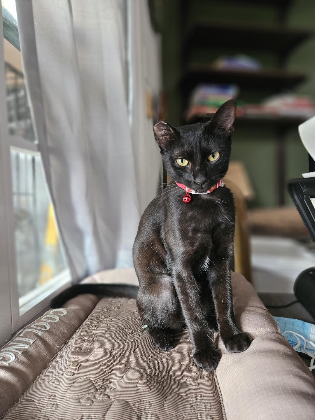 Enlarge Basil , a Adoptable mixed breed in Milwaukie, OR image 5/6