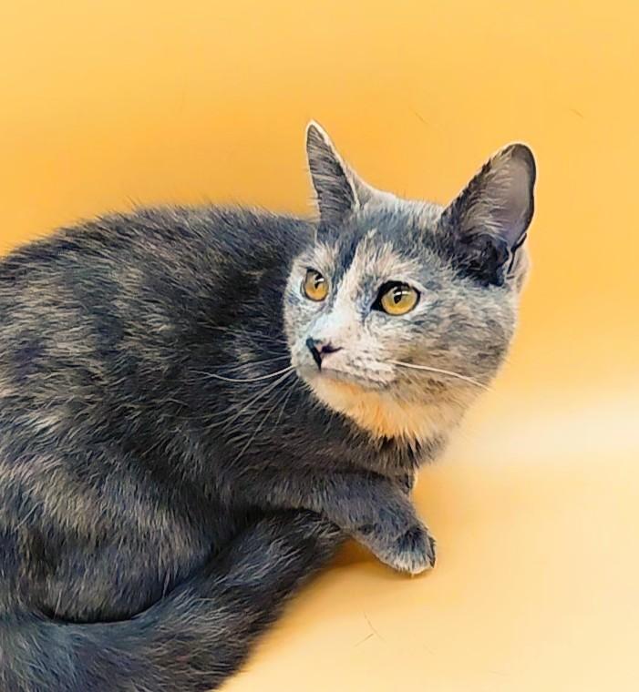 Patty — thumbnail 2