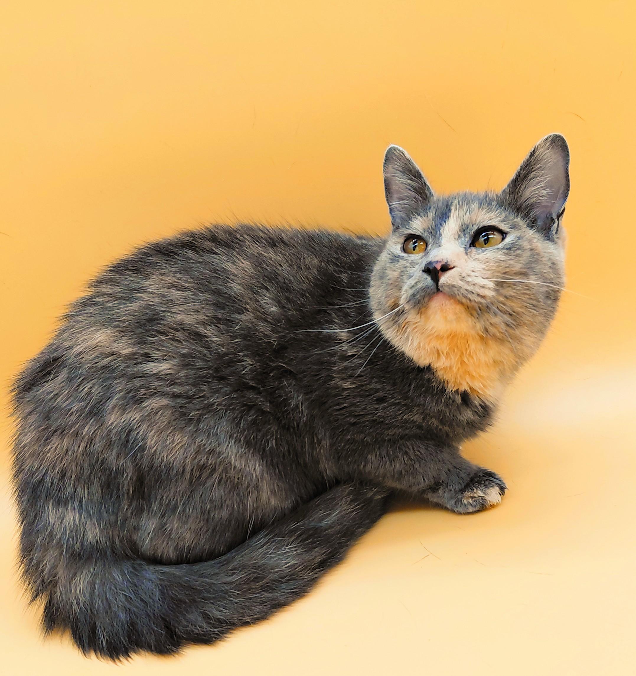 Patty — thumbnail 3