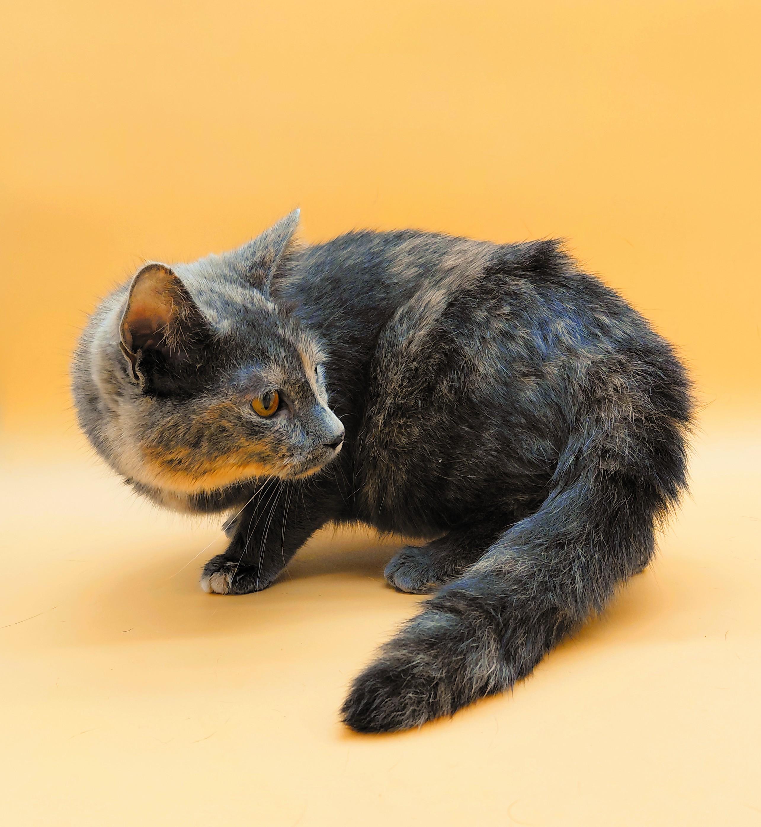 Patty — thumbnail 5