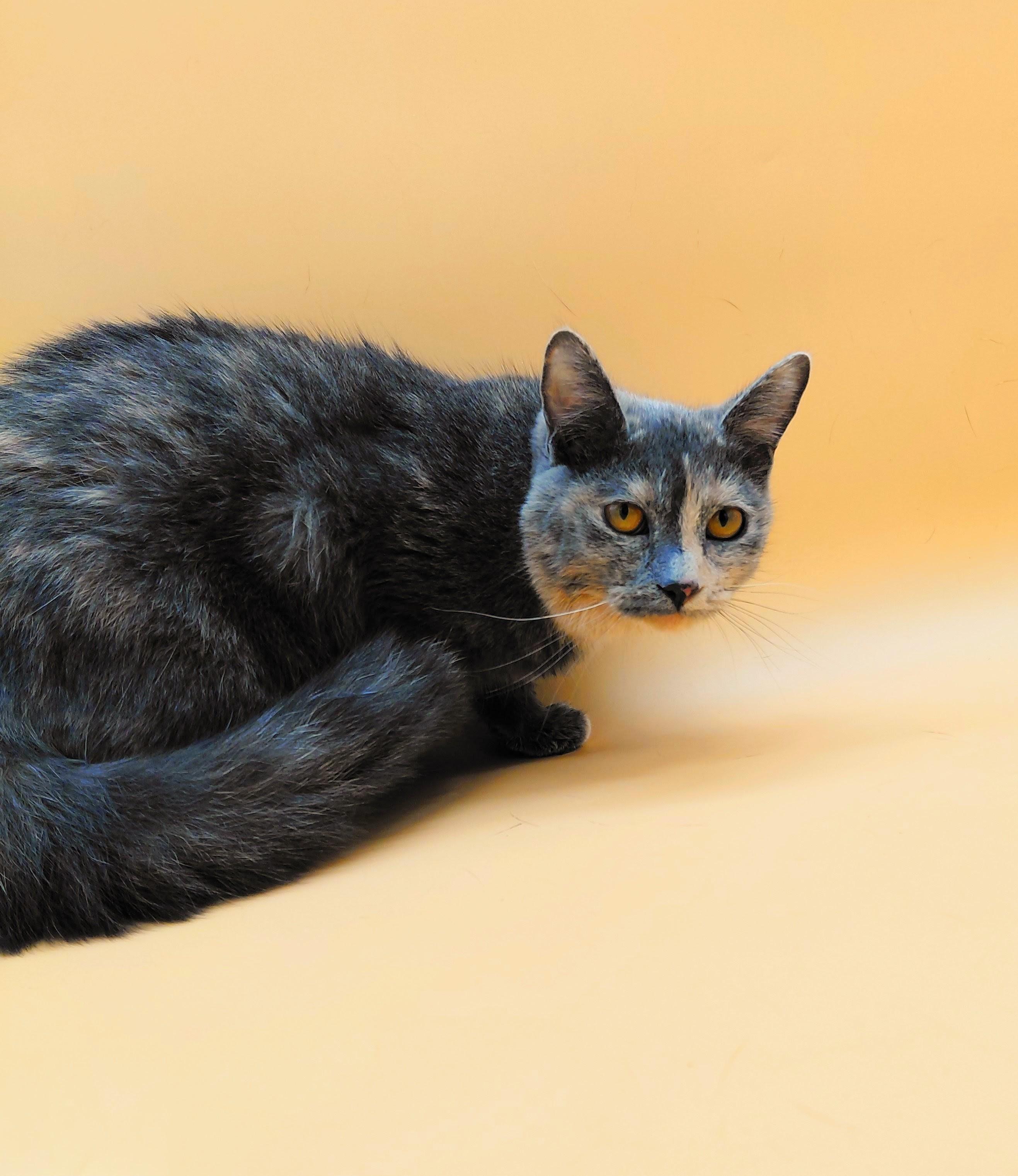 Patty — thumbnail 6