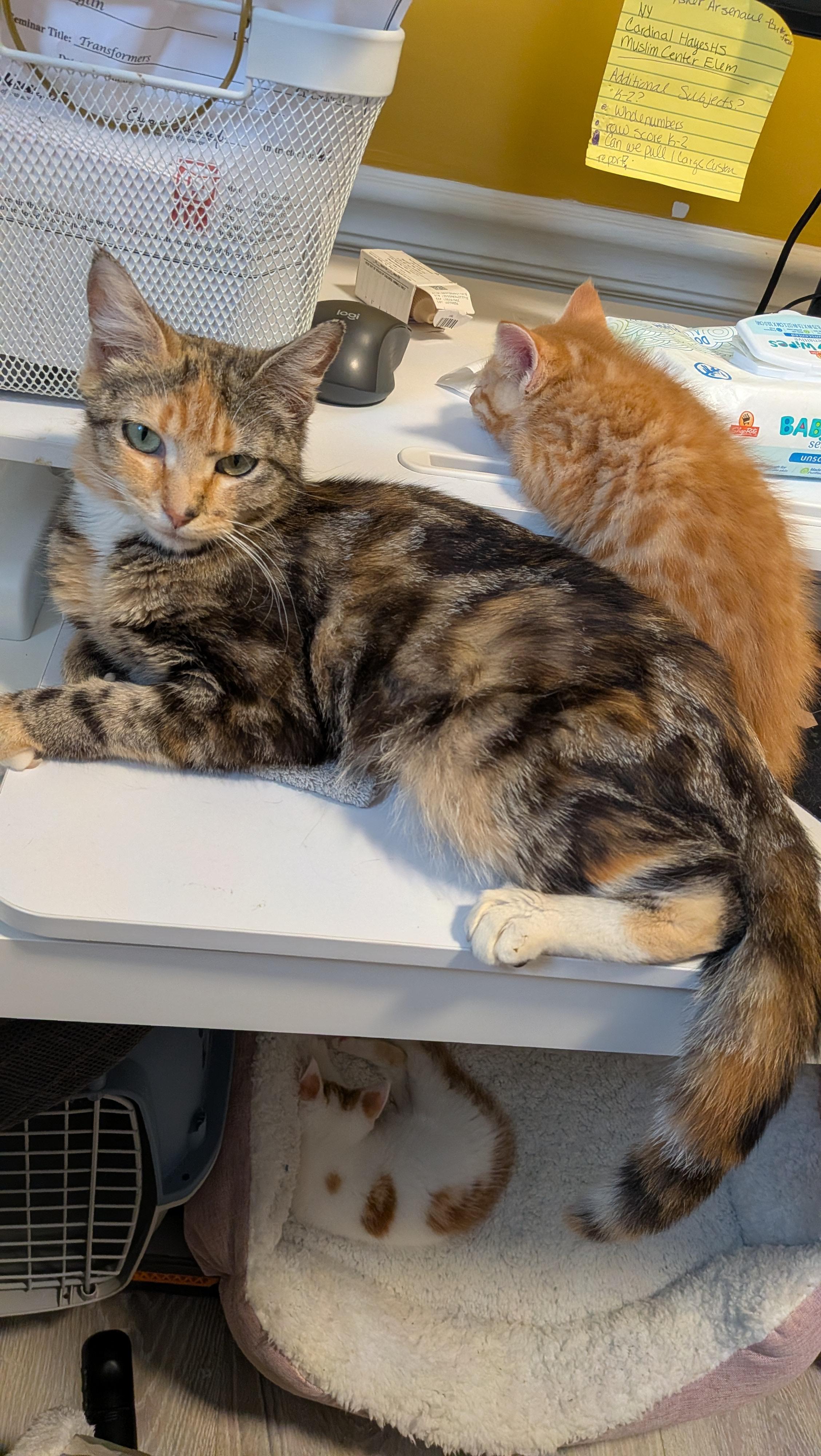Carmen Miranda, an adopted Domestic Short Hair in Bellmawr, NJ image 4/6