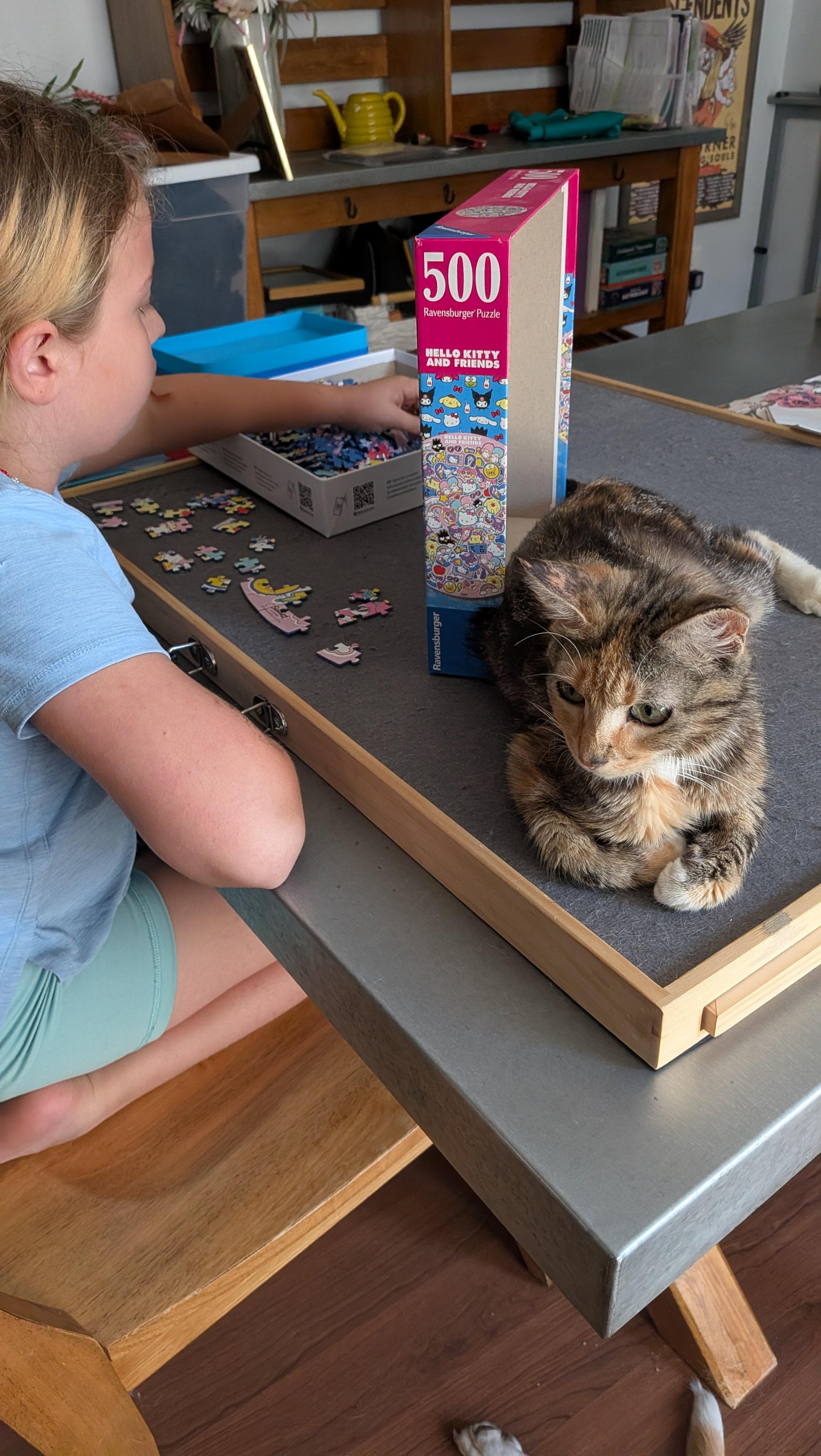 Carmen Miranda, an adopted Domestic Short Hair in Bellmawr, NJ image 5/6
