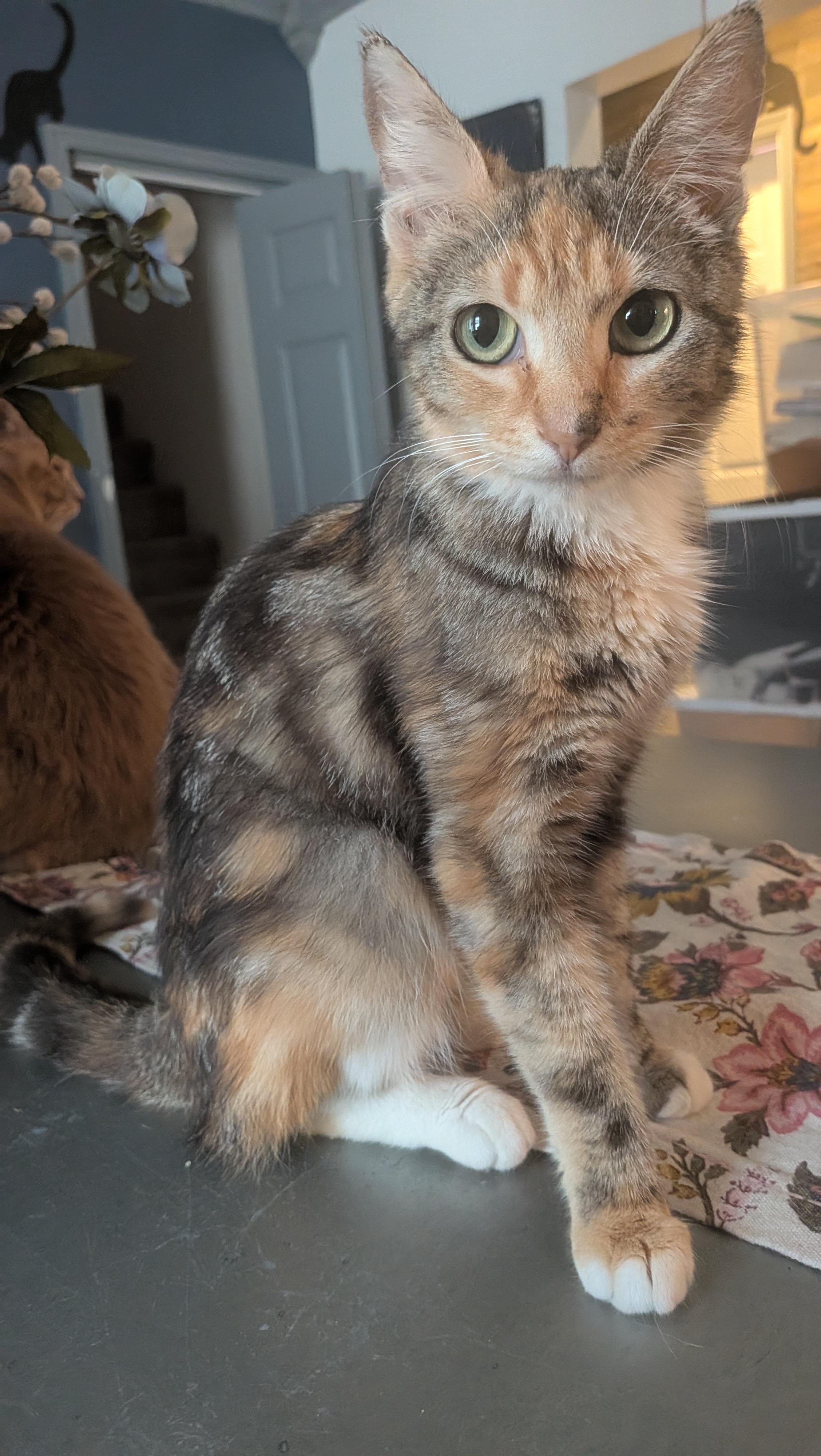 Carmen Miranda, adopted, Young Female Domestic Short Hair.