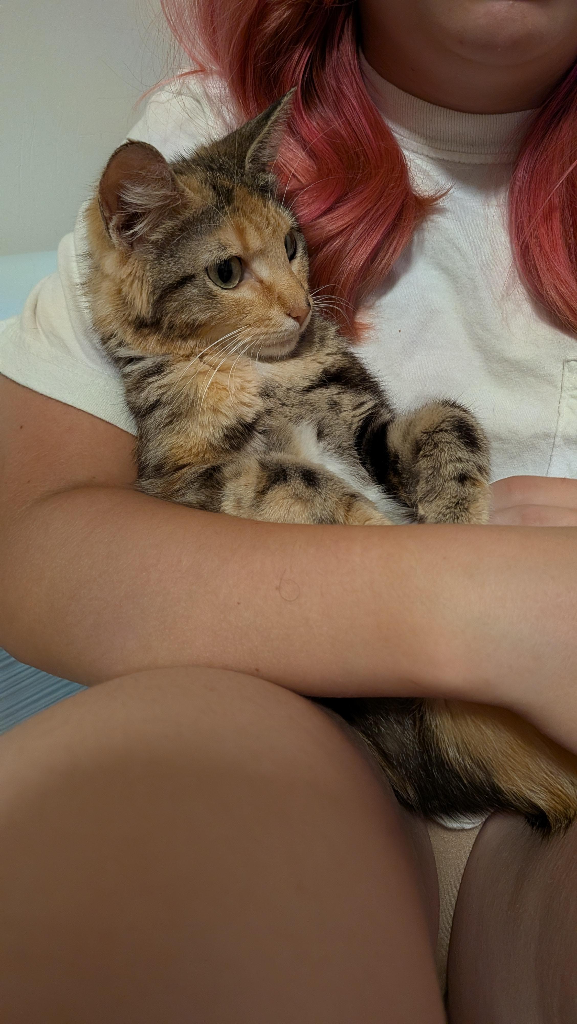 Carmen Miranda, an adopted Domestic Short Hair in Bellmawr, NJ image 6/6