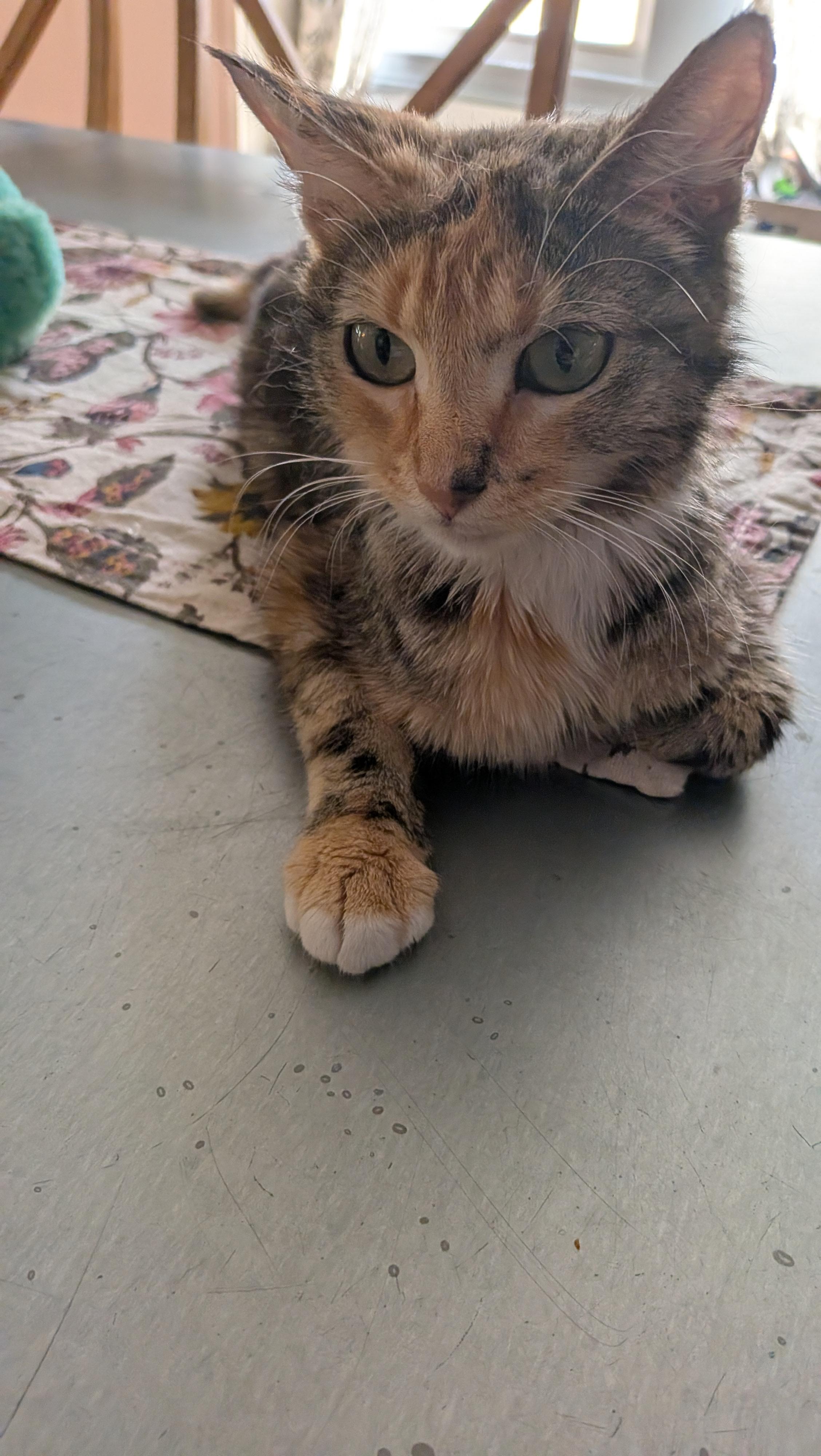 Carmen Miranda, an adopted Domestic Short Hair in Bellmawr, NJ image 2/6
