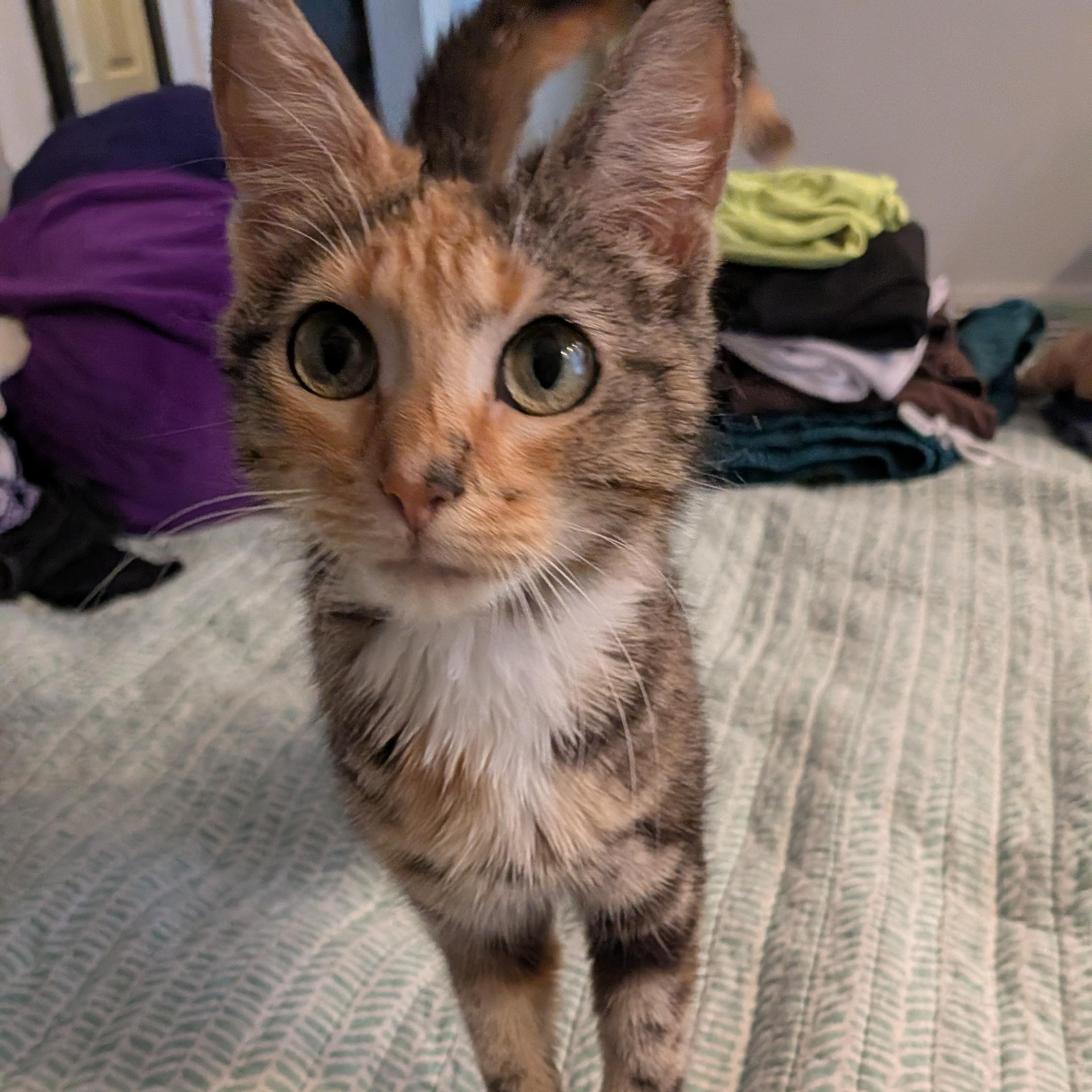 Carmen Miranda, an adopted Domestic Short Hair in Bellmawr, NJ image 3/6