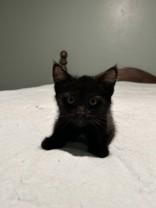 Kenya, Adoptable, Young Female Domestic Short Hair.