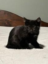 Kenya, a Adoptable Domestic Short Hair in Hamilton, MT image 2/2