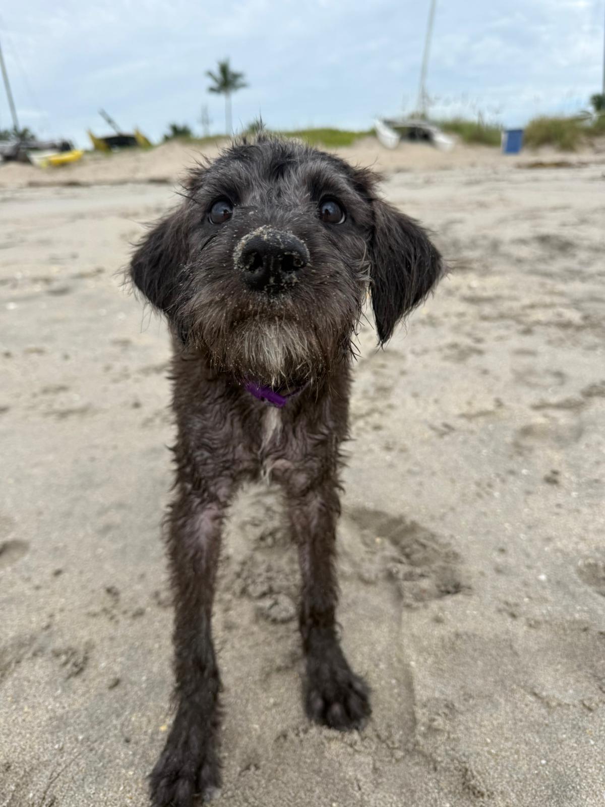 Enlarge Delilah, a Adoptable mixed breed in Sunrise, FL image 4/4