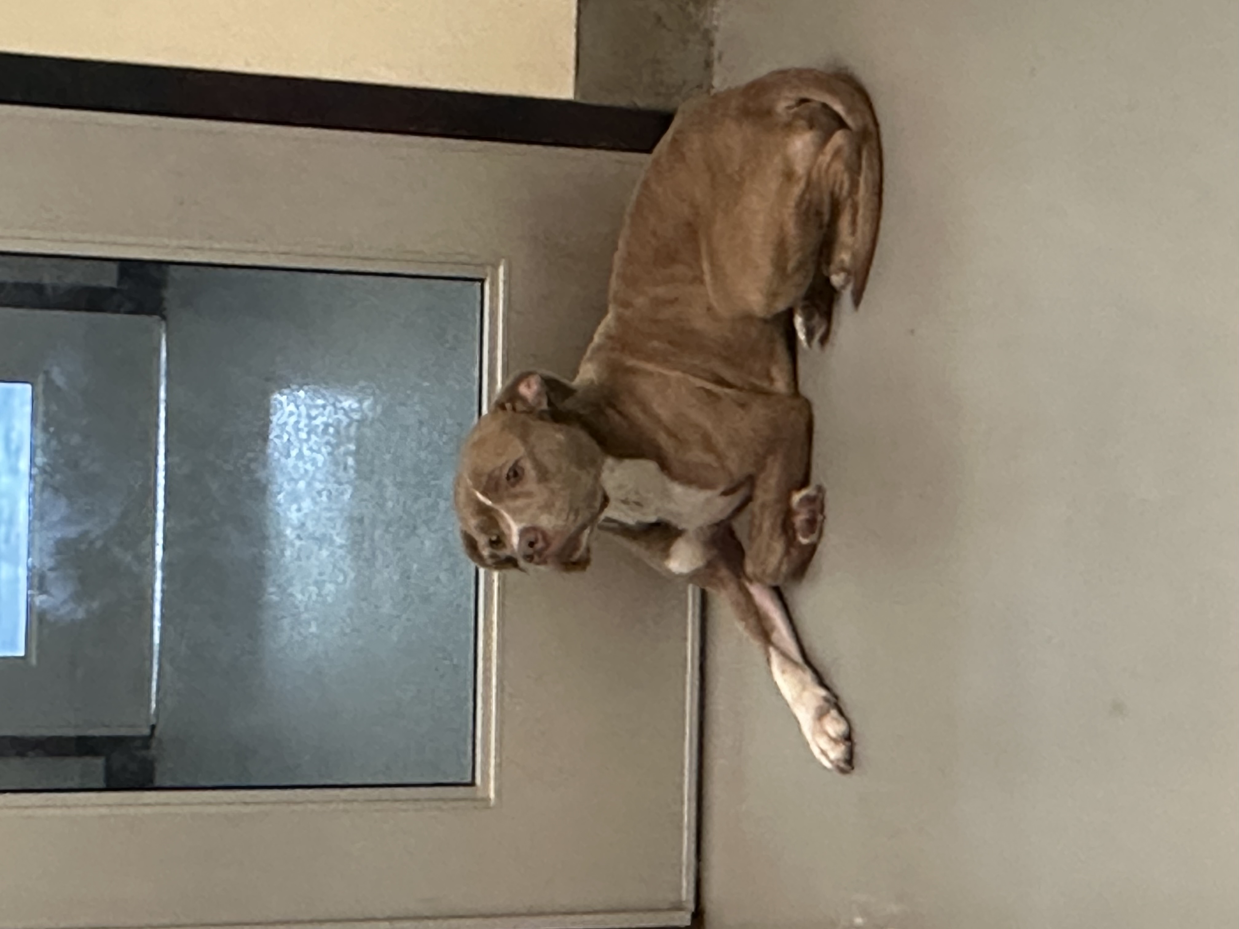 Enlarge Woodie, a Adoptable mixed breed in Yonkers, NY image 5/6