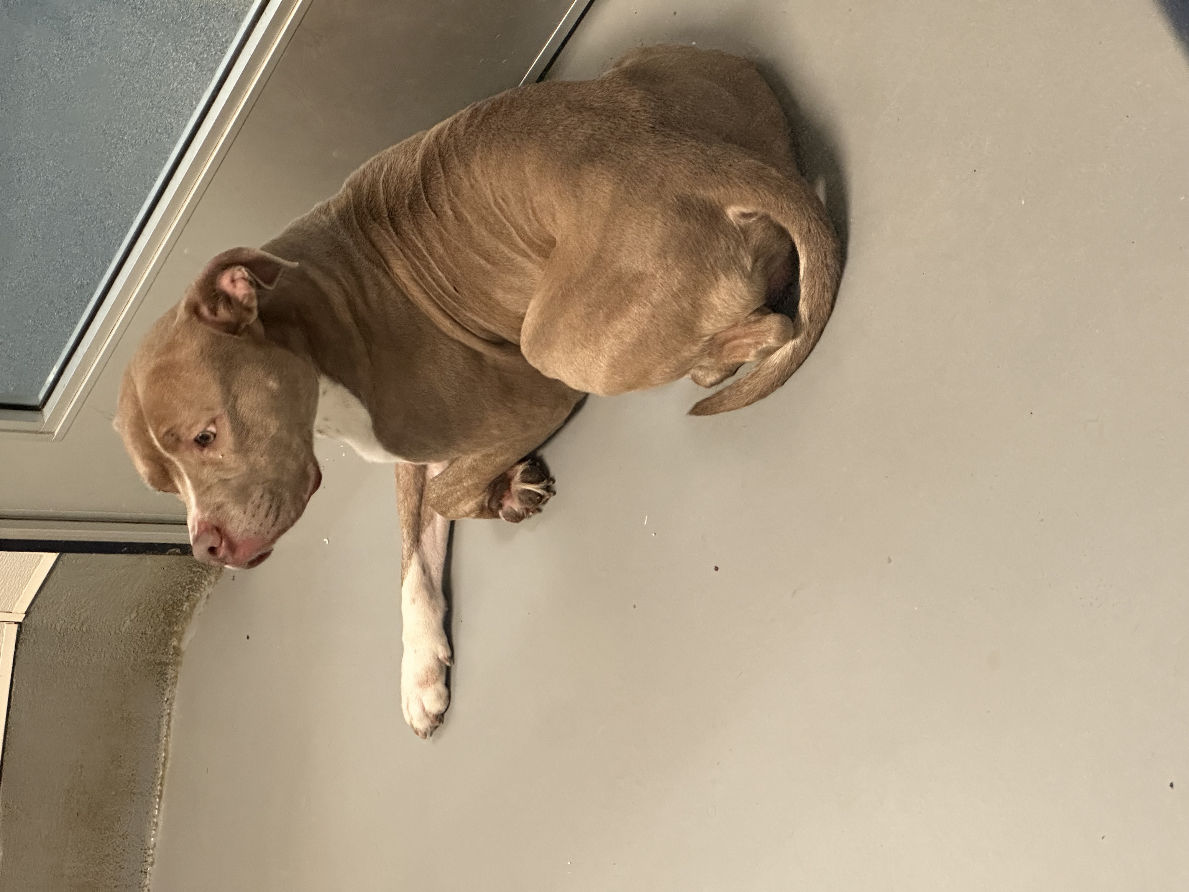 Enlarge Woodie, a Adoptable mixed breed in Yonkers, NY image 6/6