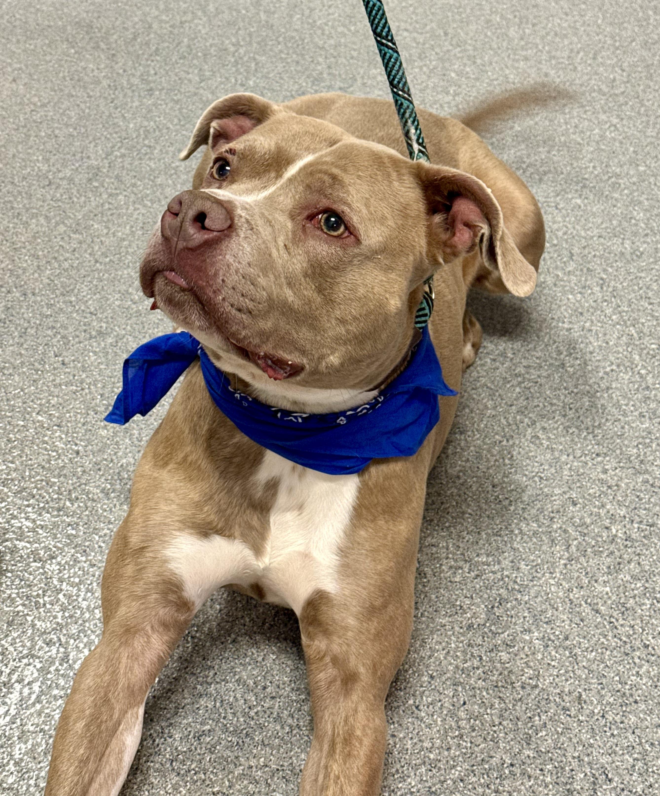 Woodie, Adoptable, Young Male American Staffordshire Terrier & Terrier.