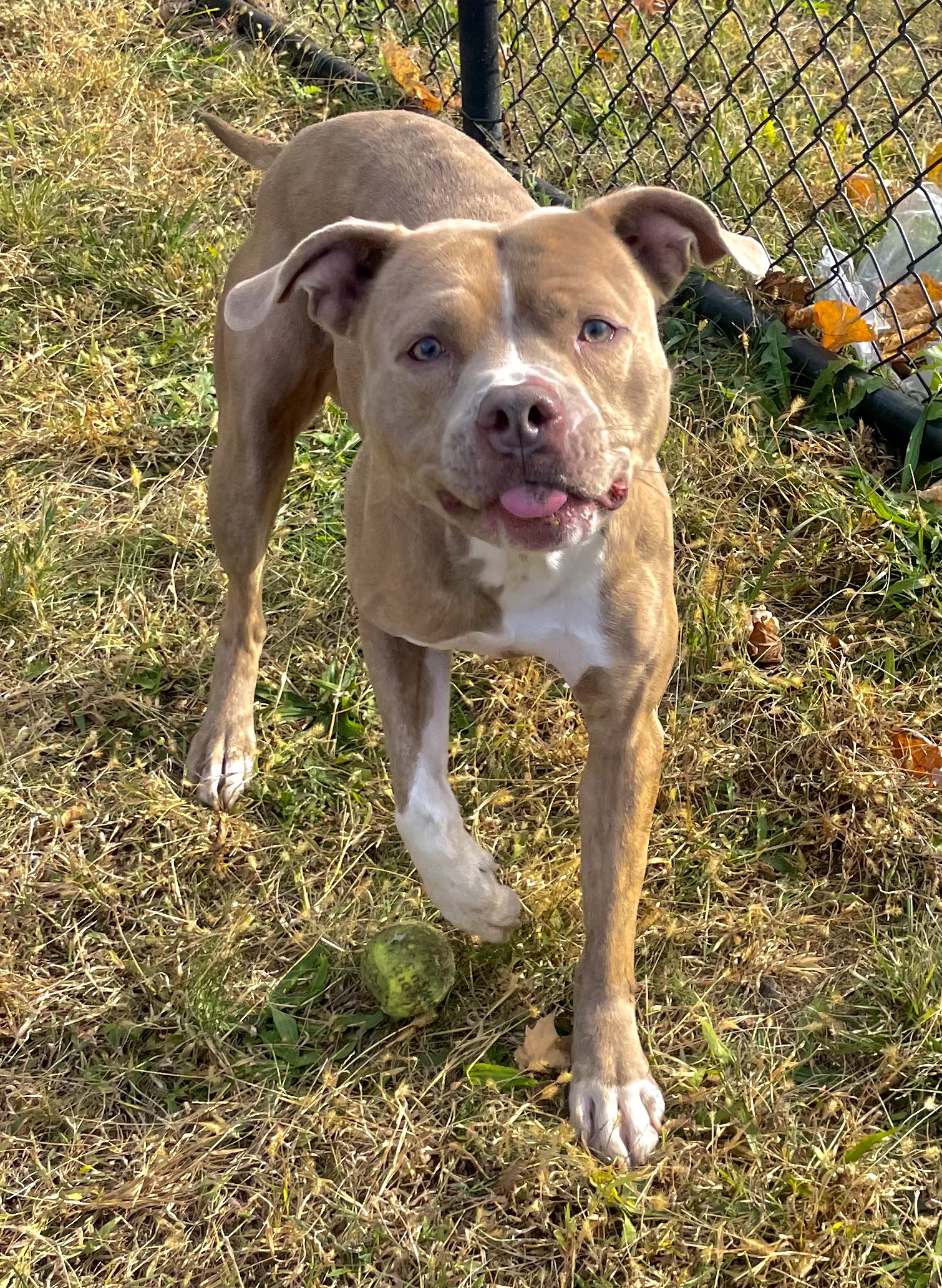 Enlarge Woodie, a Adoptable mixed breed in Yonkers, NY image 2/6