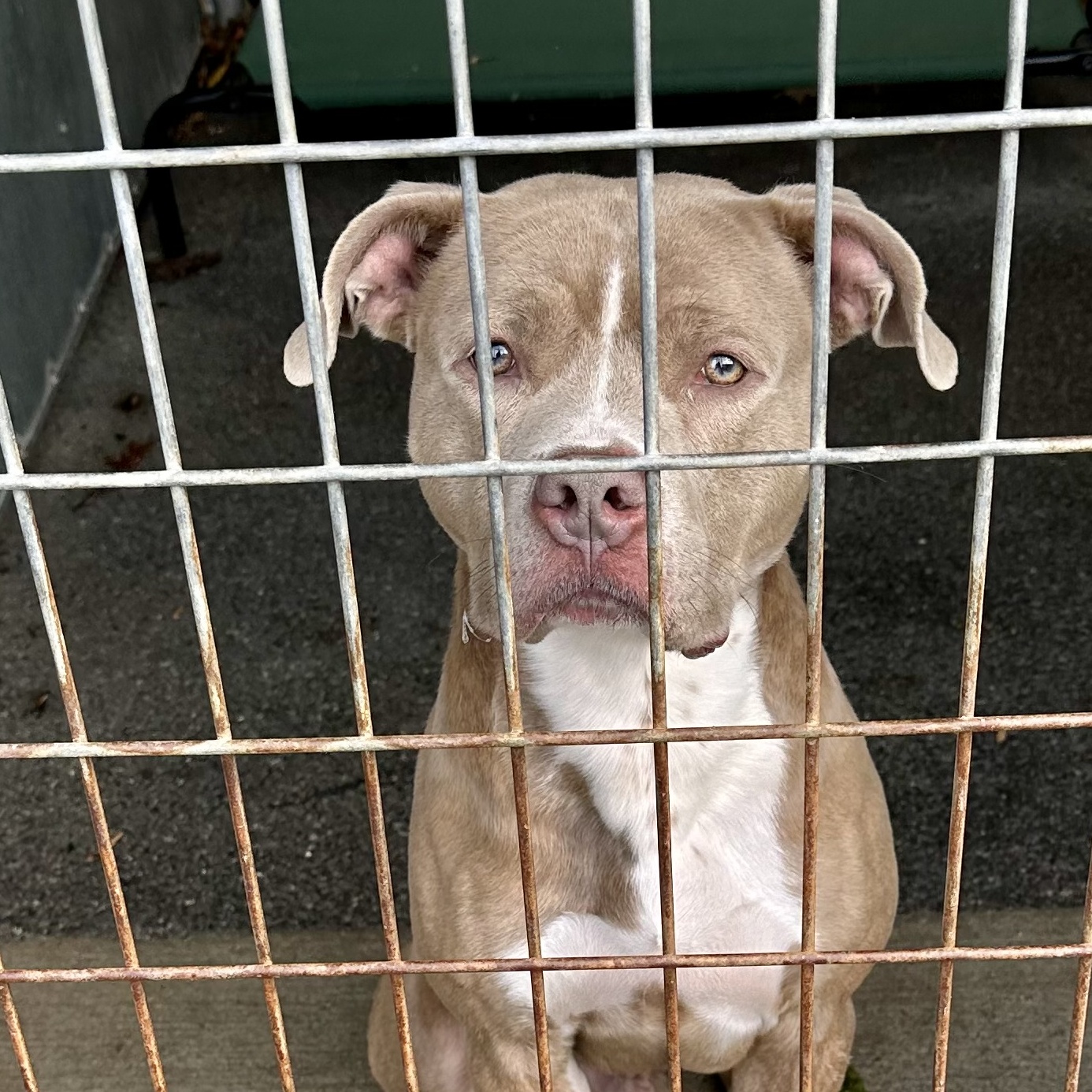 Enlarge Woodie, a Adoptable mixed breed in Yonkers, NY image 3/6