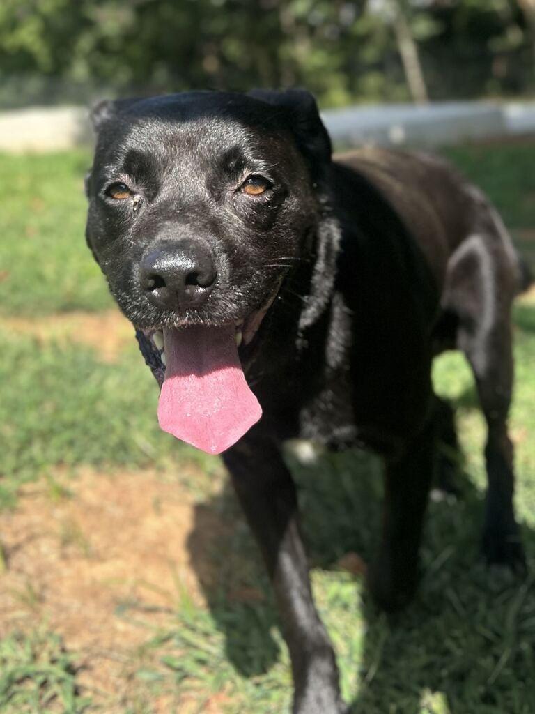 COHEN, Adoptable, Adult Male Shepherd.