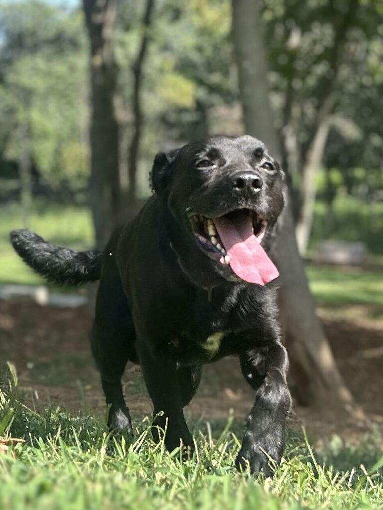 COHEN, a Adoptable Shepherd in Athens, AL image 2/6