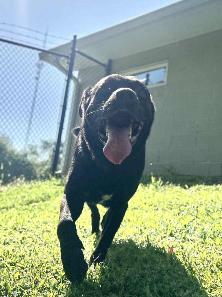 COHEN, a Adoptable Shepherd in Athens, AL image 4/6