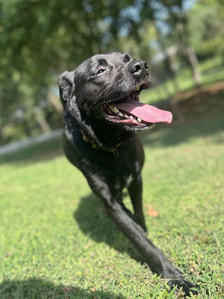 COHEN, a Adoptable Shepherd in Athens, AL image 5/6