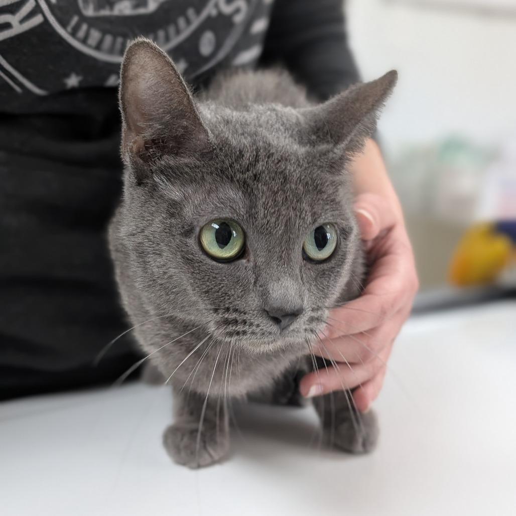 Audrey, Adoptable, Adult Female Domestic Short Hair.