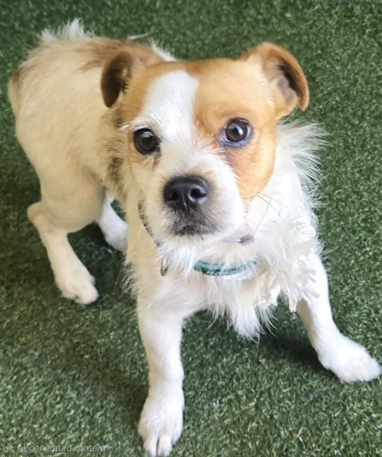 SPENCER, Adoptable, Young Male Terrier.