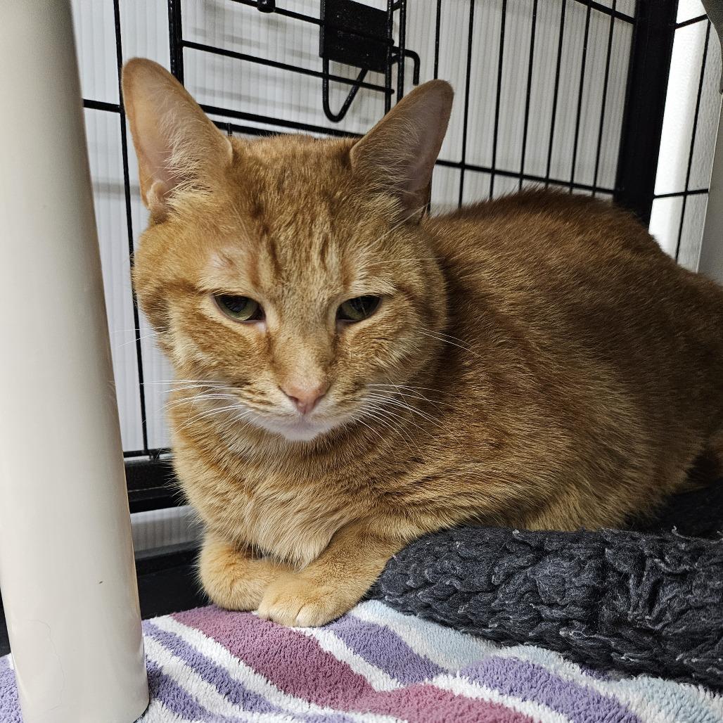 Franklin, Adoptable, Adult Male Domestic Short Hair.