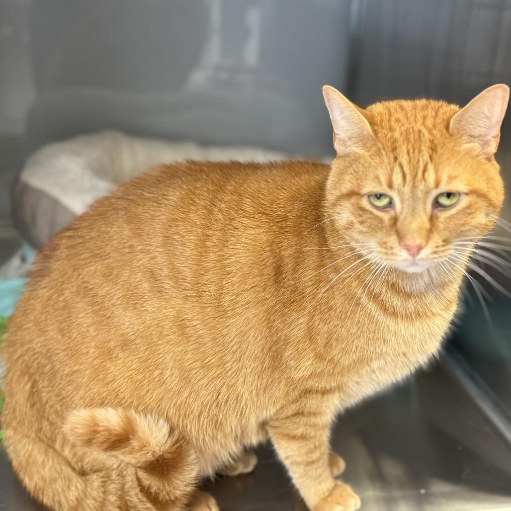 Enlarge Franklin, a Adoptable Domestic Short Hair in Ridgely, MD image 2/4
