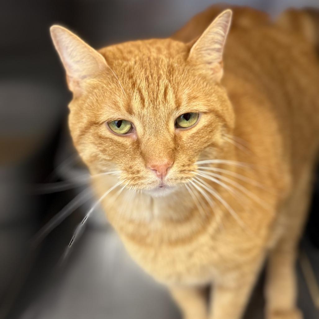 Enlarge Franklin, a Adoptable Domestic Short Hair in Ridgely, MD image 3/4