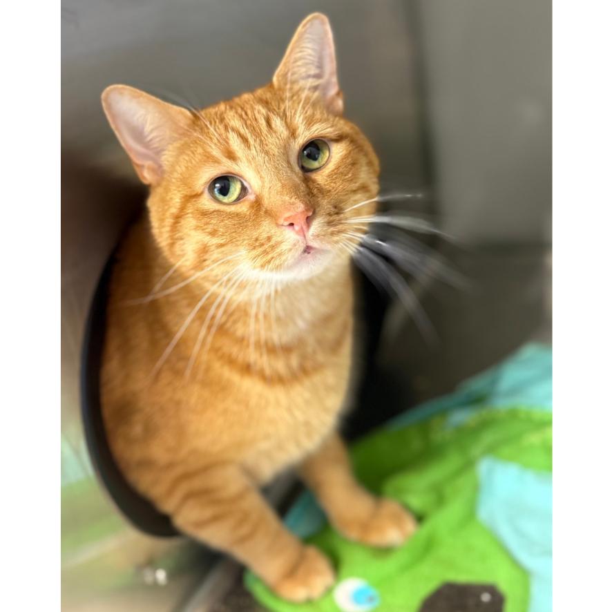 Enlarge Franklin, a Adoptable Domestic Short Hair in Ridgely, MD image 4/4