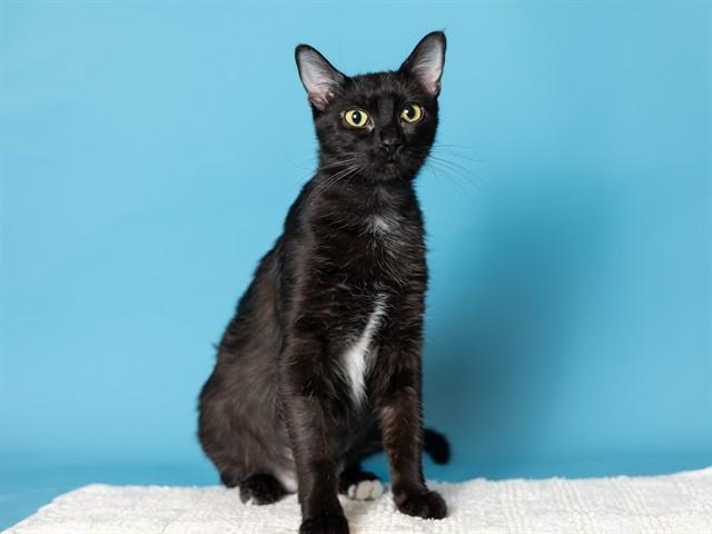 WINONA, Adoptable, Young Female Domestic Short Hair.