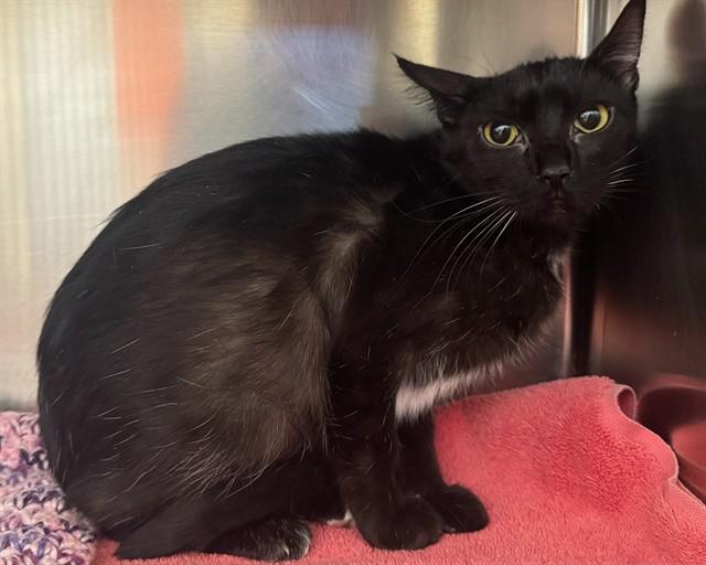 Enlarge WINONA, a Adoptable Domestic Short Hair in Ames, IA image 1/1