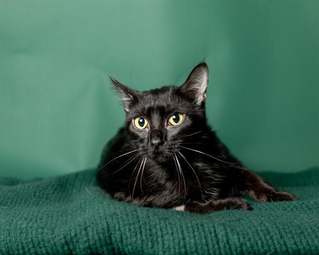WINONA, Adoptable, Young Female Domestic Short Hair.