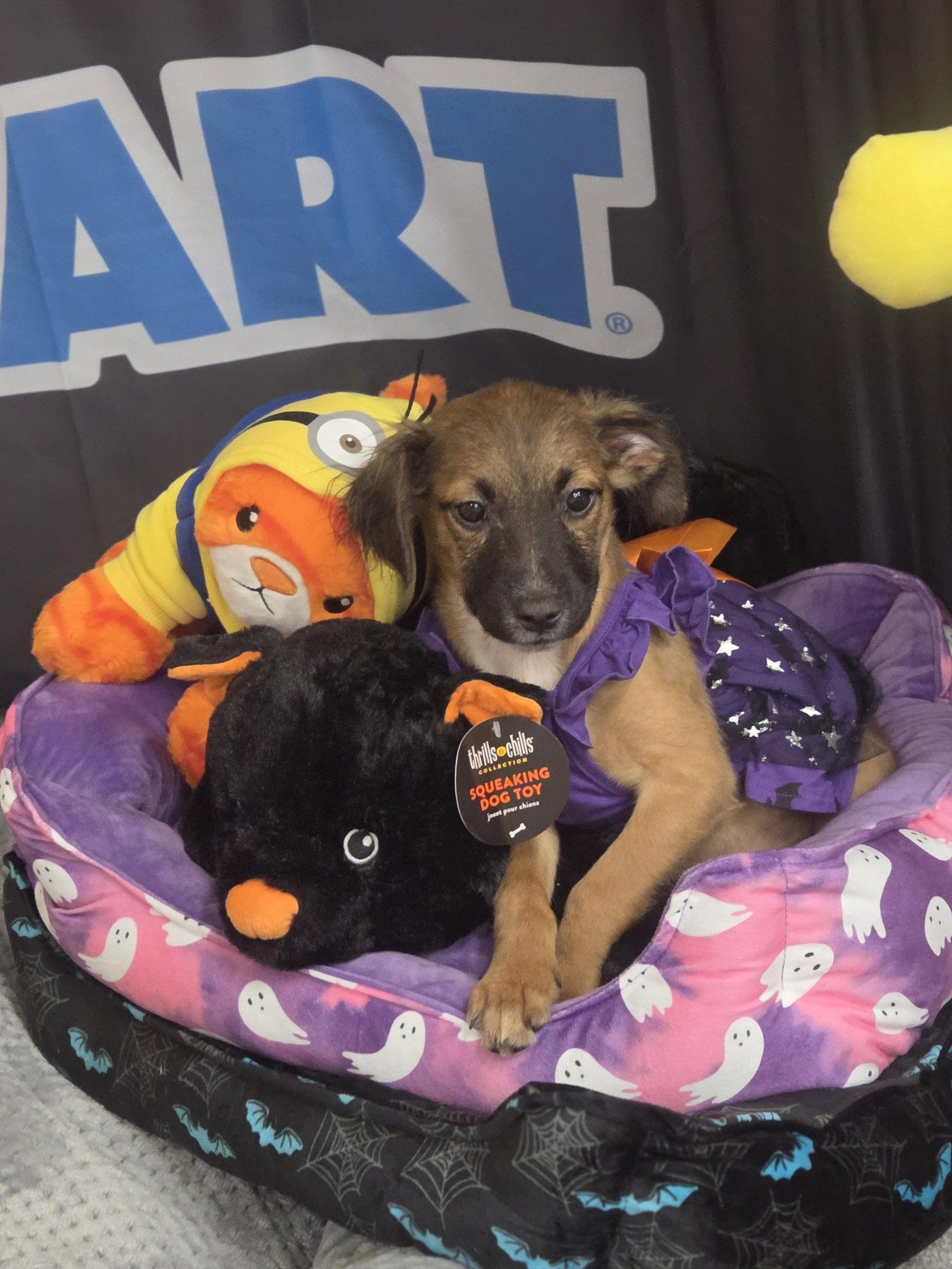 Autumn, Adoptable, Puppy Female Australian Shepherd.