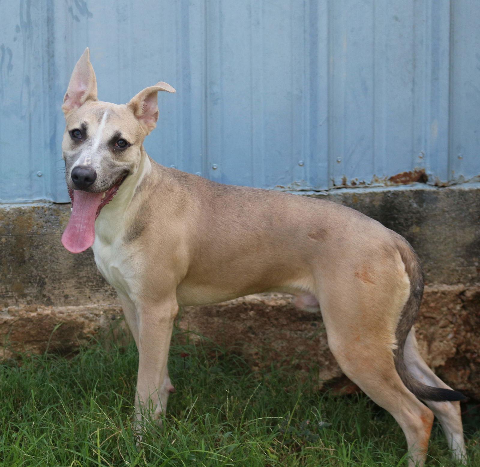 Enlarge Benji, a Adoptable mixed breed in Jackson, MS image 1/3