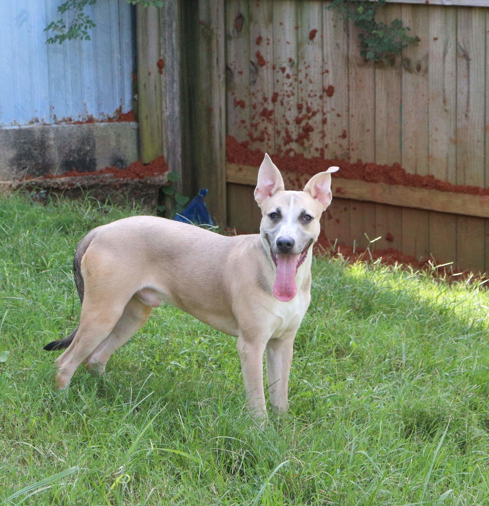 Enlarge Benji, a Adoptable mixed breed in Jackson, MS image 2/3
