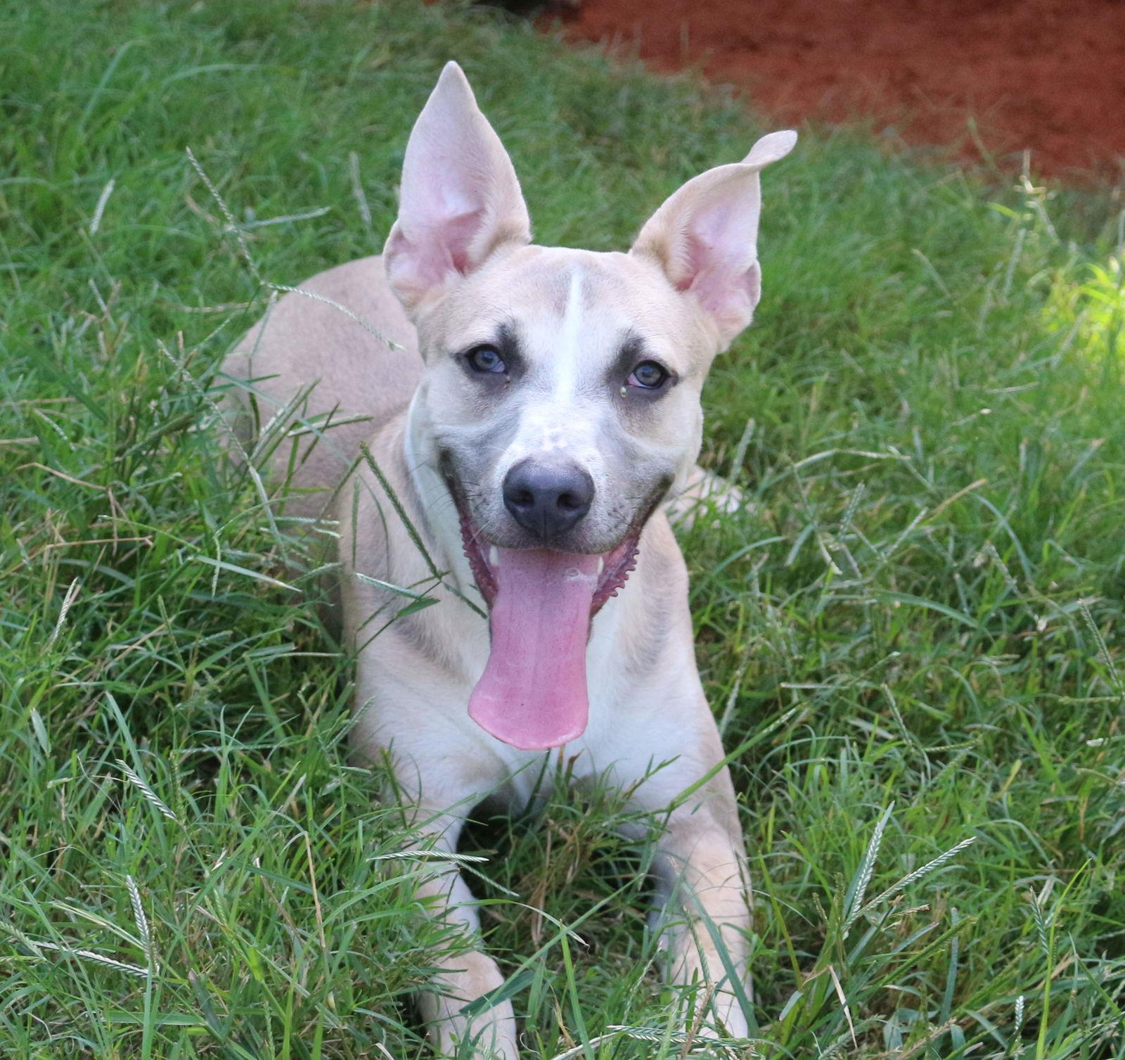 Enlarge Benji, a Adoptable mixed breed in Jackson, MS image 3/3