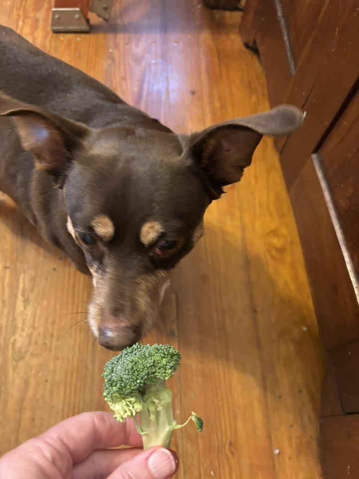 Enlarge Pooch, a ADOPTABLE mixed breed in Brunswick, ME image 2/4