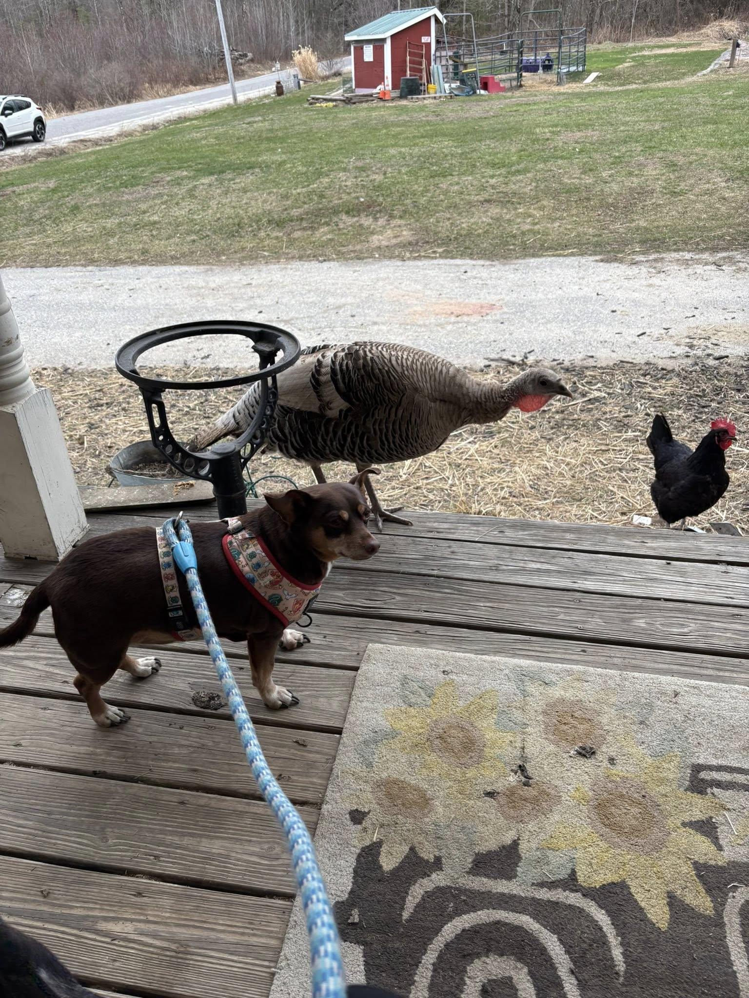 Enlarge Pooch, a ADOPTABLE mixed breed in Brunswick, ME image 3/4