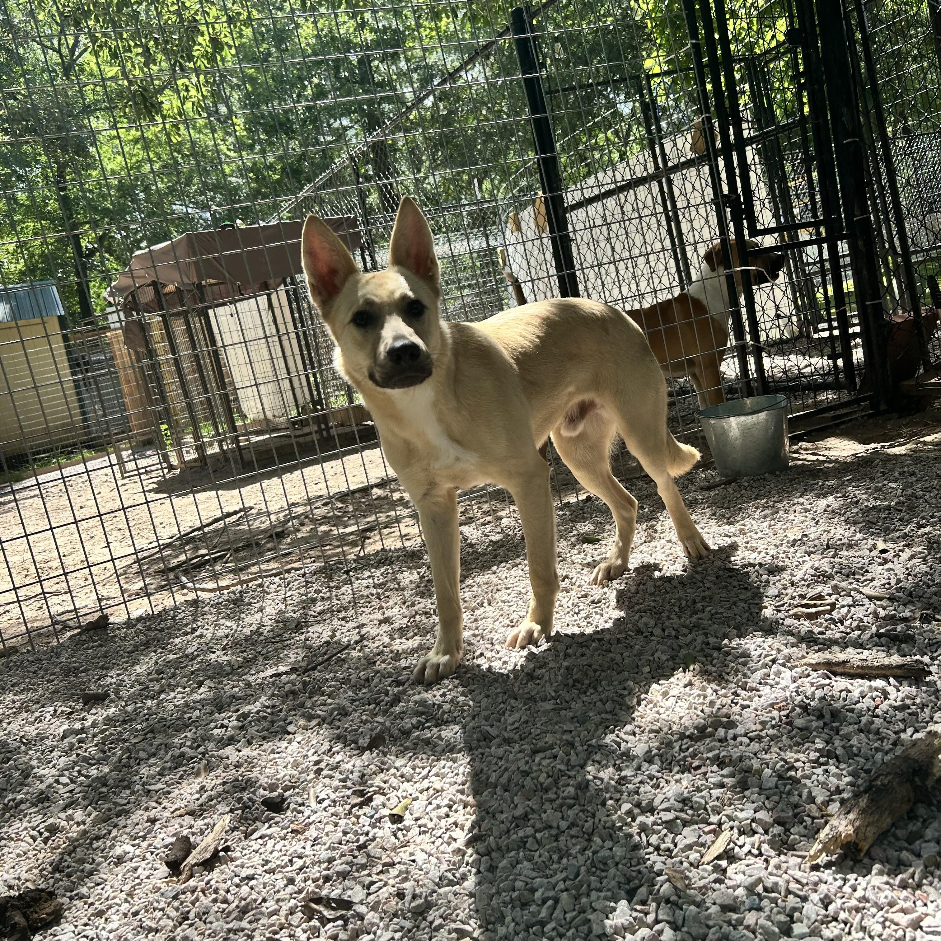 Enlarge Bertie, a Adoptable mixed breed in Springfield , IL image 2/5